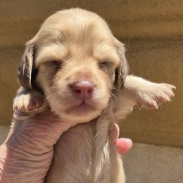 Nibblet AKC Chocolate base longhaired Shaded cream mini - Cream female Dachshund puppy in Las Cruces, New Mexico from The Dachshund Den