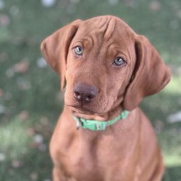 Green Boy - Red golden male Vizsla puppy in Boaz, Alabama from MountainTop Vizslas