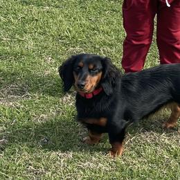 River - Dachshund