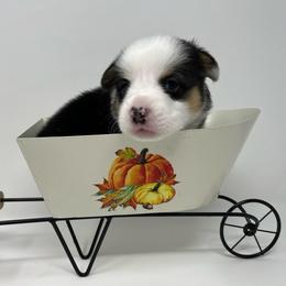 Franklin - Black and tan male Pembroke Welsh Corgi puppy in Waco, Texas from The Comma Corgis