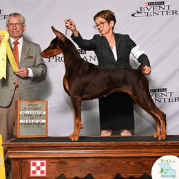 Doberman Pinschers from Waterfront Kennels