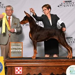 Doberman Pinschers from Waterfront Kennels