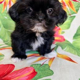 Stu - Black male Shih Tzu puppy in Hemet, California from Aloha Shih Tzu