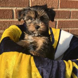 Black Bear Yorkie mix - Black and tan male Yorkshire Terrier puppy in Redford Township, Michigan from Sweet and Sassy Pups