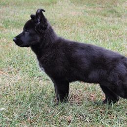 German Shepherd Puppies from Von Kühnheit German Shepherd Kennels