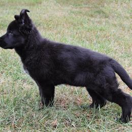 German Shepherd Puppies from Von Kühnheit German Shepherd Kennels