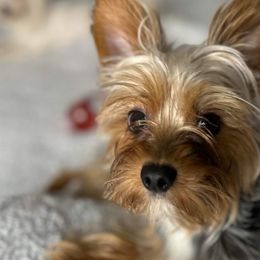 Koda - Yorkshire Terrier