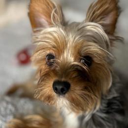 Koda - Yorkshire Terrier