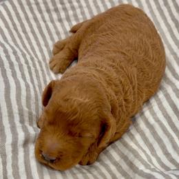 Boy 3250 Free Delivery - Red  male Goldendoodle puppy in Mayfield, Utah from Ruff Country Doodles
