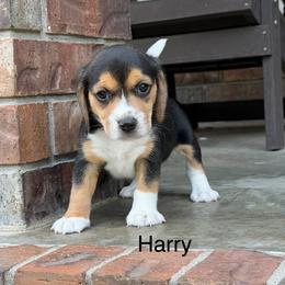 Harry - Black tan and white male Beagle puppy in Mansfield, Missouri from Rippee Creek Kennel