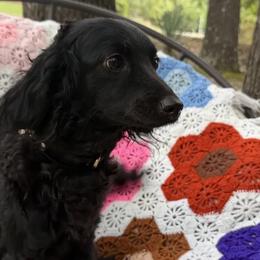 Lacey - Goldendoodle