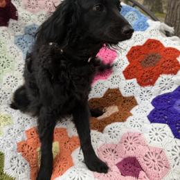 Lacey - Goldendoodle