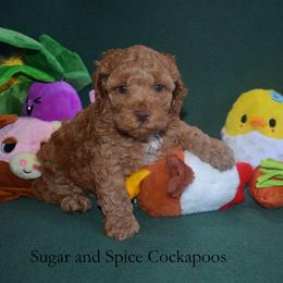 Willow - Red female Cockapoo puppy in Hopkins, South Carolina from Sugar and Spice Cockapoos