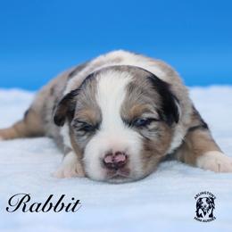 Rabbit - Blue merle male Miniature Australian Shepherd puppy in Weeki Wachee, Florida from Arlington's Mini Aussies