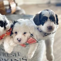 Bernedoodle, Bordoodle, and Poodle Puppies from Divine Doodles
