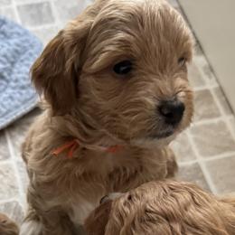 Rudolph (Orange) - Apricot male Goldendoodle puppy in Newaygo, Michigan from West Michigan Doodles and Poodles