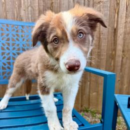 Teddy - White and red male Border Collie puppy in Mckinney, Texas from Border Collies of Ruidoso