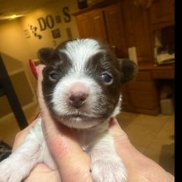 Miller - Chocolate, tan and white male Yorkshire Terrier puppy in Florence, Kentucky from 4paws4ever by Design