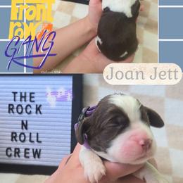 Joan JettGirl 6 - Liver white and tan female English Springer Spaniel puppy in Saginaw, Michigan from Kemerer Springers