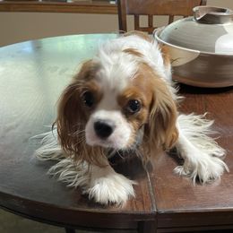 Harry - Cavalier King Charles Spaniel