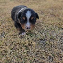 Stetson - Black tri male Miniature Australian Shepherd puppy in Leonard, Texas from Tin Roof Aussies