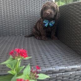 Blue boy - Chocolate male Australian Labradoodle puppy in Morristown, New Jersey from English Manor Labradoodles