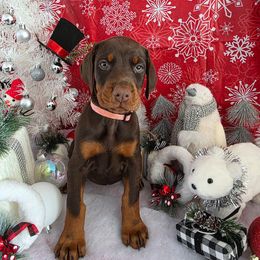 Pink - Red and rust female Doberman Pinscher puppy in Anderson, Indiana from Legendary Kennels