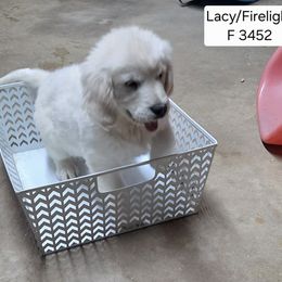 Lacy girl 3452 - Light golden female Golden Retriever puppy in Niles, Michigan from Family Raised Goldens