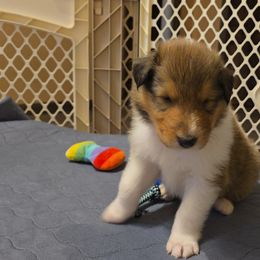 Collie Puppies from Rimma Collies
