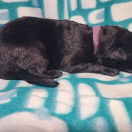 Purple Collar Female - Black female German Shepherd puppy in Cadet, Missouri from Working Valley Shepherds