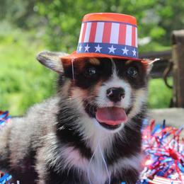 Jaq (2600) - White and black male Pembroke Welsh Corgi puppy in Valley, Washington from Corgis of the Mountain Valley