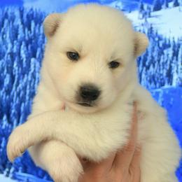 Legend - White male Siberian Husky puppy in Miami, Florida from Blue Moon Huskies