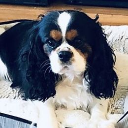 Max - Cavalier King Charles Spaniel