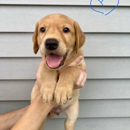 Ray - Yellow male Labrador Retriever puppy in Newaygo, Michigan from Royal Oak Gundogs