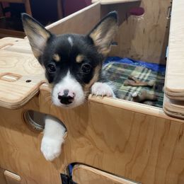 Pembroke Welsh Corgi Puppies from Mill Rock Farms