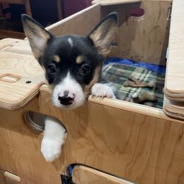 Pembroke Welsh Corgi Puppies from Mill Rock Farms