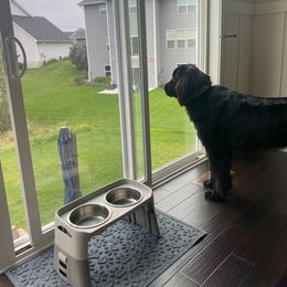 Newfoundland Puppies from Lake Country Newfoundlands