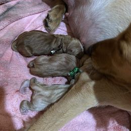 Golden Retriever Puppies from St. Paul Goldens