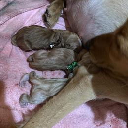 Golden Retriever Puppies from St. Paul Goldens
