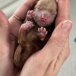 Havapoo puppies from Perfectly Playful Doodles
