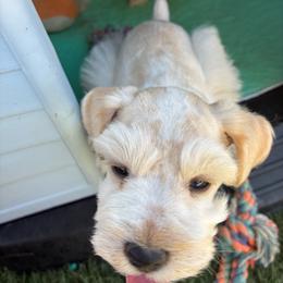 Kazoo - Parti male Miniature Schnauzer puppy in Hemet, California from Journee Home Mini Schnauzers