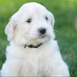 Goldendoodle and Poodle Puppies from Serenity Doodles