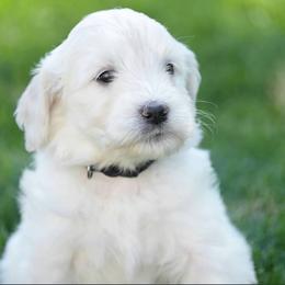 Goldendoodle and Poodle Puppies from Serenity Doodles