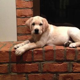 Labrador Retriever Puppies from Turtle Creek Labradors