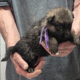 Girl 2 Violet - Sable female German Shepherd puppy in Lake George, Colorado from High Country German Shepherds