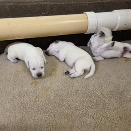 Alex - Yellow male Labrador Retriever puppy in Middleburg, Pennsylvania from Countrylanes labs