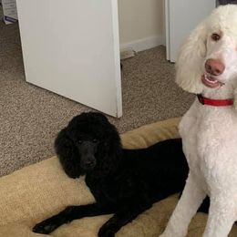 Poodles from Northen's Poodles
