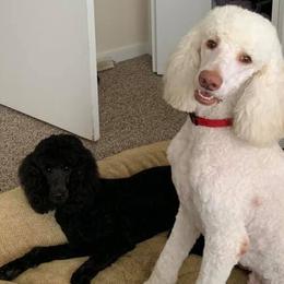 Poodles from Northen's Poodles