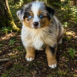 Rosie - Blue merle female Miniature Australian Shepherd puppy in Lakeport, California from Akins Aussies/Wild Rose Ranch