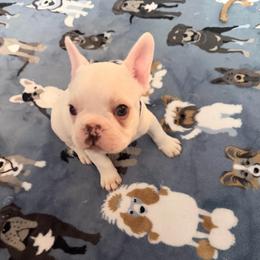 Yeti - White male French Bulldog puppy in Franklin, Pennsylvania from Falco’s Frenchies